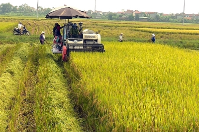 Thị trường lúa gạo ngày 18/5: Giá lúa xu hướng giảm, giá gạo đi ngang