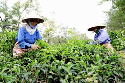 Tiếp tục sắp xếp, đổi mới, phát triển và nâng cao hiệu quả hoạt động của các công ty nông, lâm nghiệp