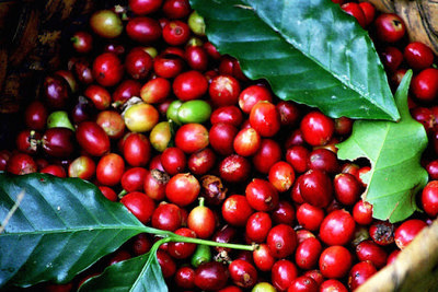 Giá cà phê ngày 19/5: Bất ngờ tăng vọt gần 1.000 đồng/kg