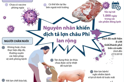 [Infographics] Nguyên nhân khiến dịch tả lợn châu Phi lan rộng