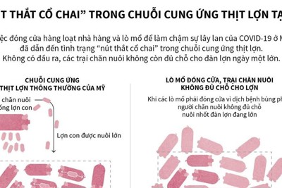 [Infographics] “Nút thắt cổ chai” trong chuỗi cung ứng thịt lợn tại Mỹ