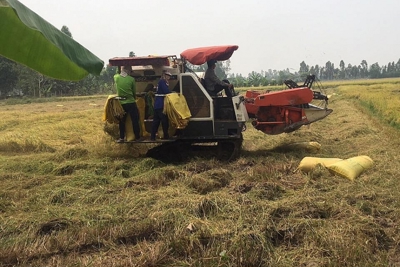 Ngày 16/6, thương lái ngưng đặt cọc, giá lúa Hè thu giảm