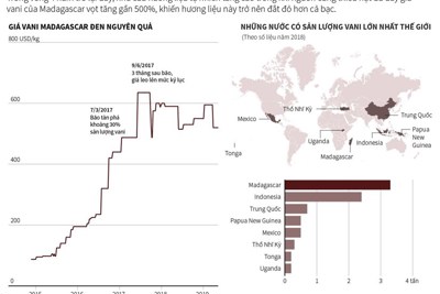 [Infographics] Vani Madagascar - hương liệu đắt đỏ hơn bạc