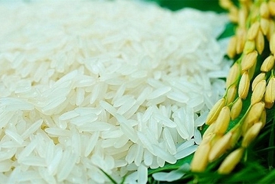 Giá lúa gạo hôm nay 9/7: Lúa IR 50404 giảm 100 đồng/kg