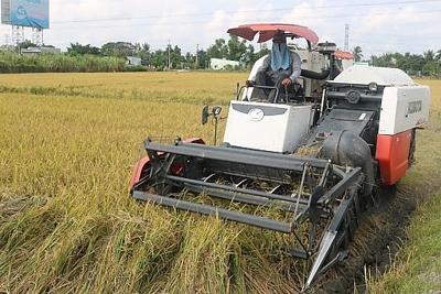 Giá lúa gạo hôm nay 11/7: Giá lúa gạo đi ngang