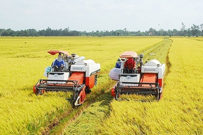 Giá lúa gạo hôm nay 17/7: Giá lúa tiếp tục giảm