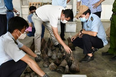 Hải quan Đà Nẵng phát hiện bắt giữ hơn 138kg sừng động vật nghi là sừng tê giác
