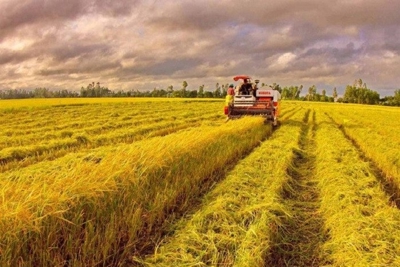 Giá lúa gạo hôm nay 20/7: Giá lúa tăng giảm trái chiều