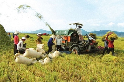 Giá lúa gạo hôm nay 21/7: Giá lúa tiếp tục tăng