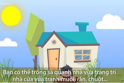 [Video] 5 cách tự nhiên để đuổi muỗi trong nhà