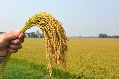 Giá lúa xu hướng ổn định