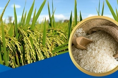 Giá lúa bất ngờ tăng trở lại