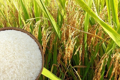 Giá lúa gạo đầu tuần ổn định