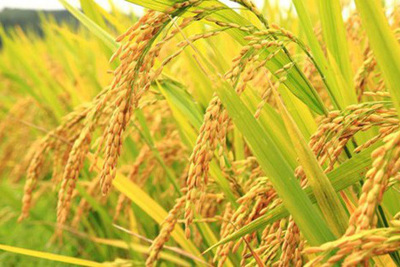 Giá lúa tiếp tục đi ngang