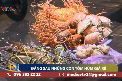[Video] Sự thật về tôm hùm giá rẻ chỉ 150.000 đồng/con 