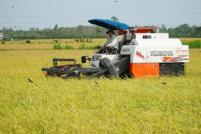 Giá lúa tiếp xu hướng đi ngang