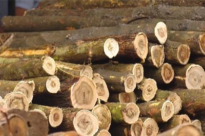 Kiểm soát chặt gỗ nguyên liệu bạch dương nhập khẩu