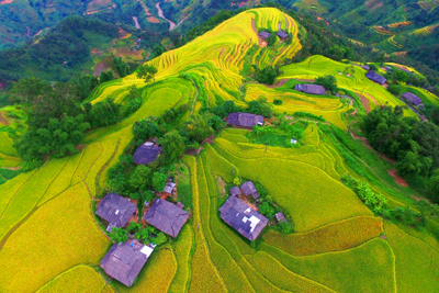 [Ảnh] Hoàng Su Phì đẹp nao lòng mùa lúa chín