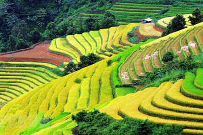 [Ảnh] Chiêm ngưỡng "thiên đường" ruộng bậc thang tại Sơn La