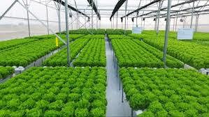 Đa dạng hóa phương thức kinh doanh nông sản 