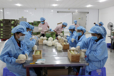Xuất khẩu rau quả Việt Nam hướng đến mục tiêu 10 tỷ USD vào năm 2030