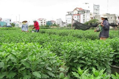 06 trường hợp được miễn phí kiểm dịch thực vật