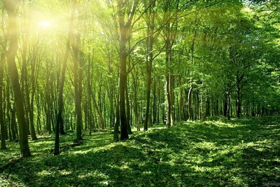 Xu thế giảm phát thải và vai trò của năng lượng tái tạo trong bảo vệ môi trường