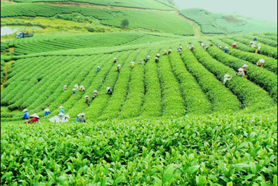 Bảo vệ môi trường, phát triển bền vững từ nền nông nghiệp xanh