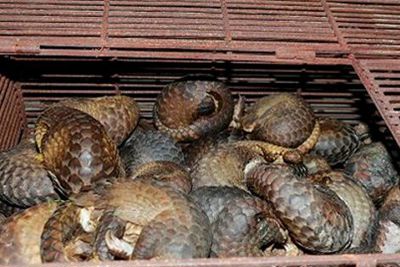 Bắt giữ, mua bán động vật hoang dã, quý hiếm: Vì lợi nhuận bất chấp pháp luật