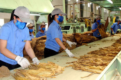 Nhập khẩu thuốc lá nguyên liệu theo hạn ngạch thuế quan cam kết tại Hiệp định CPTPP