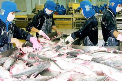 Cá tra sẽ phải vượt nhiều rào cản kỹ thuật