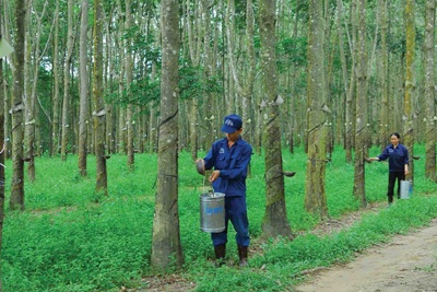 Sẽ có thêm 3 nhà máy chế biến cao su tại vùng miền núi phía Bắc