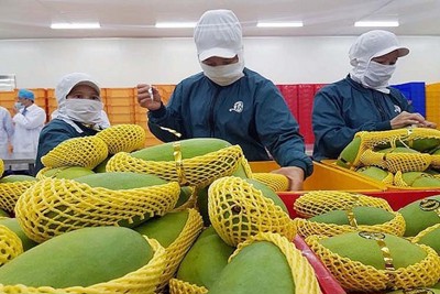 Tổng cục Hải quan: Xuất khẩu rau quả, cà phê, xơ sợi đã vượt 1 tỷ USD