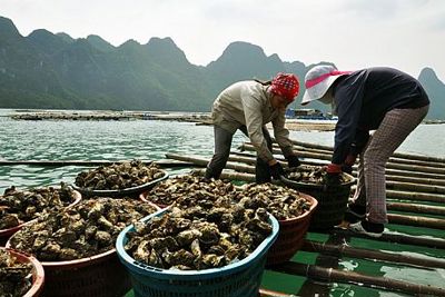 Giải pháp để hợp tác xã vượt khó trong mùa dịch