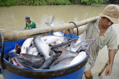 Tin vui cho doanh nghiệp xuất khẩu cá tra, basa thời hậu COVID-19