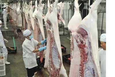Vận động doanh nghiệp khẩn cấp “tích trữ” thịt heo