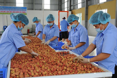 Phát triển ngành công nghiệp chế biến: Trong "nguy" có "cơ"