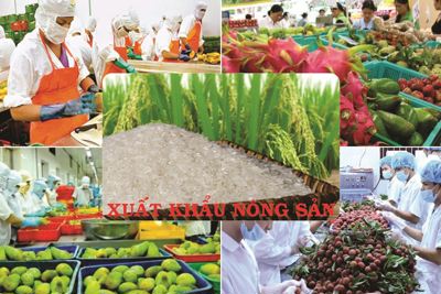 Thị trường nông sản tuần qua: Giá nhiều loại nông sản giảm
