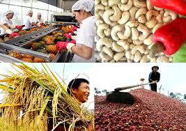 Thị trường nông sản tuần qua: Giá càphê, tiêu bật tăng trở lại
