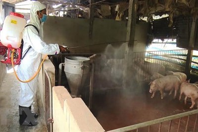 Ứng phó dịch tả lợn châu Phi: Làm gì trong lúc chờ vắcxin?   