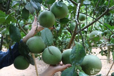 Đánh giá hiệu quả kinh tế của cây bưởi tại huyện Bắc Sơn, tỉnh Lạng Sơn