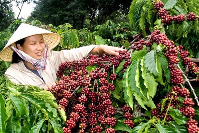 Gỡ khó cho nông sản xuất khẩu
