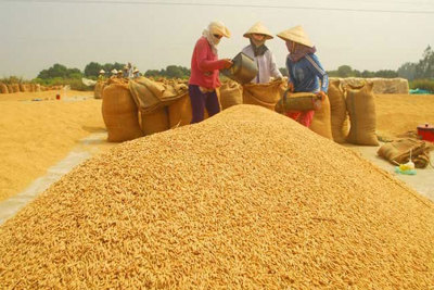 Giá lúa ở Đồng bằng sông Cửu Long tăng cao