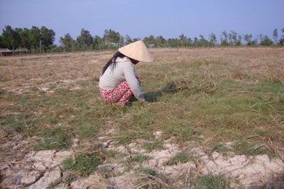 Đồng bằng sông Cửu Long: Không để người dân thiếu nước sinh hoạt