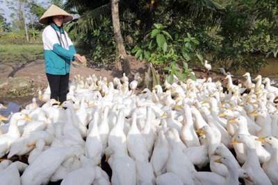 Chuyên gia WB đánh giá cao vốn tín dụng chính sách dành cho hộ nghèo