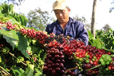 Thị trường nông sản tuần qua: Lúa gạo, càphê tiếp tục đà tăng giá