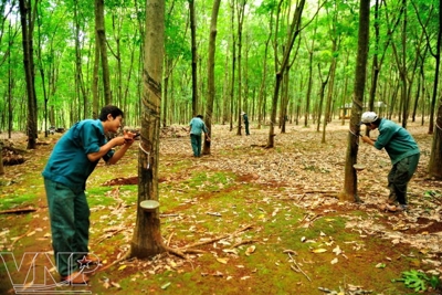 Phát triển kinh tế trang trại cao su, điều trên địa bàn tỉnh Bình Phước