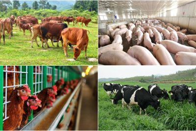 Phạt đến 200 triệu đồng nếu vi phạm hành chính về chăn nuôi