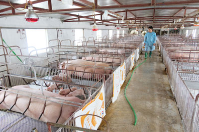 Tái đàn chăn nuôi bảo đảm nguồn cung thực phẩm cuối năm: Chú trọng quản lý tốt dịch bệnh