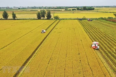Gỡ những "nút thắt" trong tích tụ đất đai cho sản xuất nông nghiệp